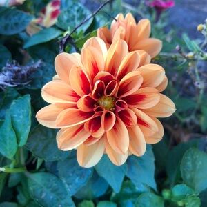 Meet your Posher, Kawaii